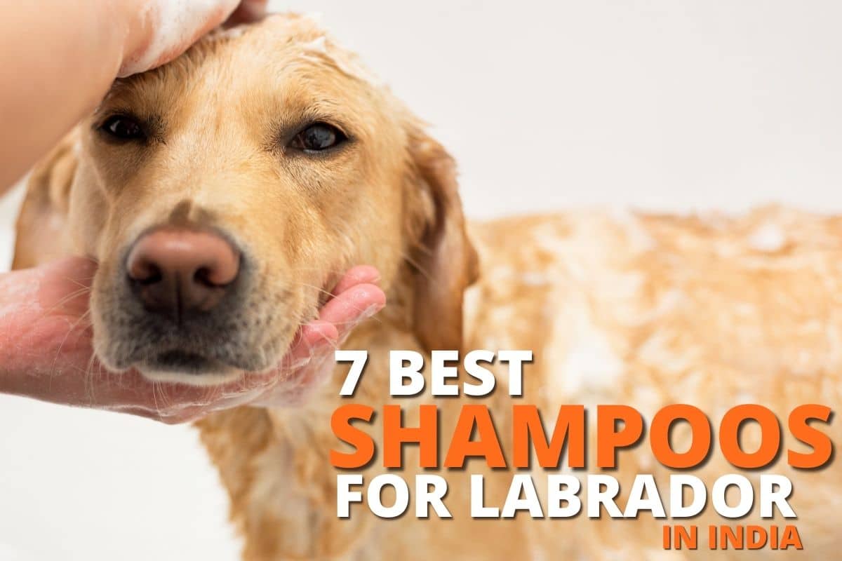 7 Best shampoos for Labrador in India.