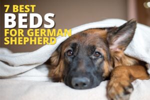 7 best beds for german shepherd