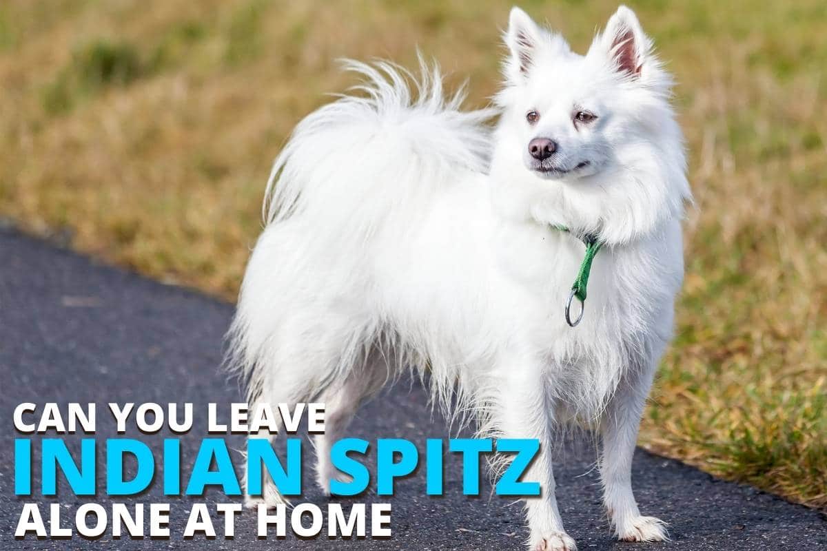 Can You Leave Indian Spitz Alone At Home