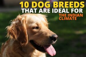 10 dog breeds that are ideal for the Indian climate