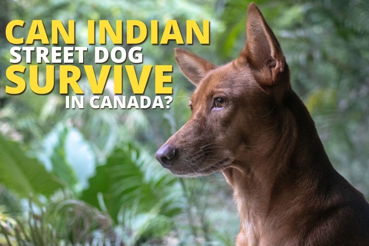 Can Indian Street Dog Survive In Canada?
