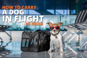 How to carry a dog in flight in India
