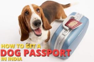 How to get a Dog Passport in India