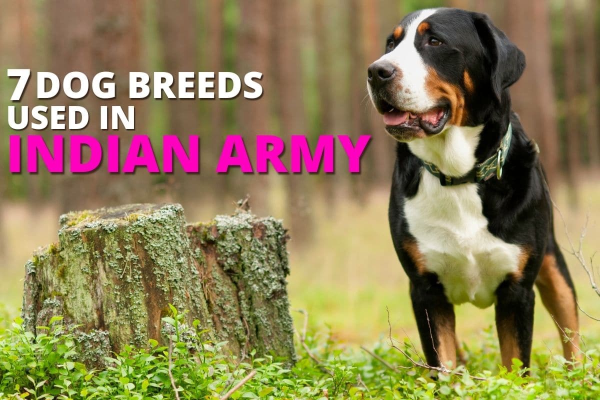 7 Dog Breeds Used In Indian Army Dog Wise