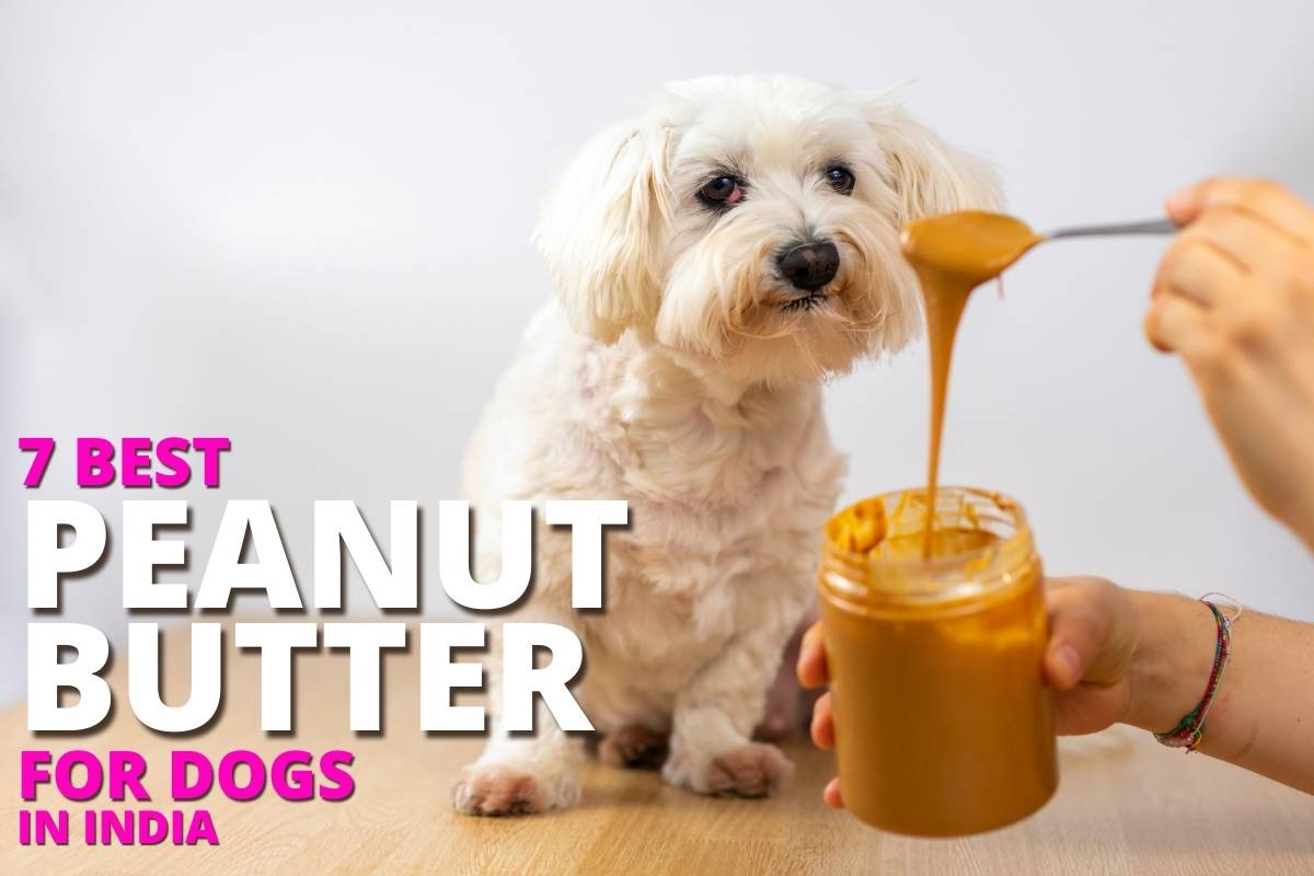 7 best peanut butter for dogs in india