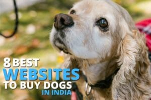 8 Best Websites to buy dogs in India.