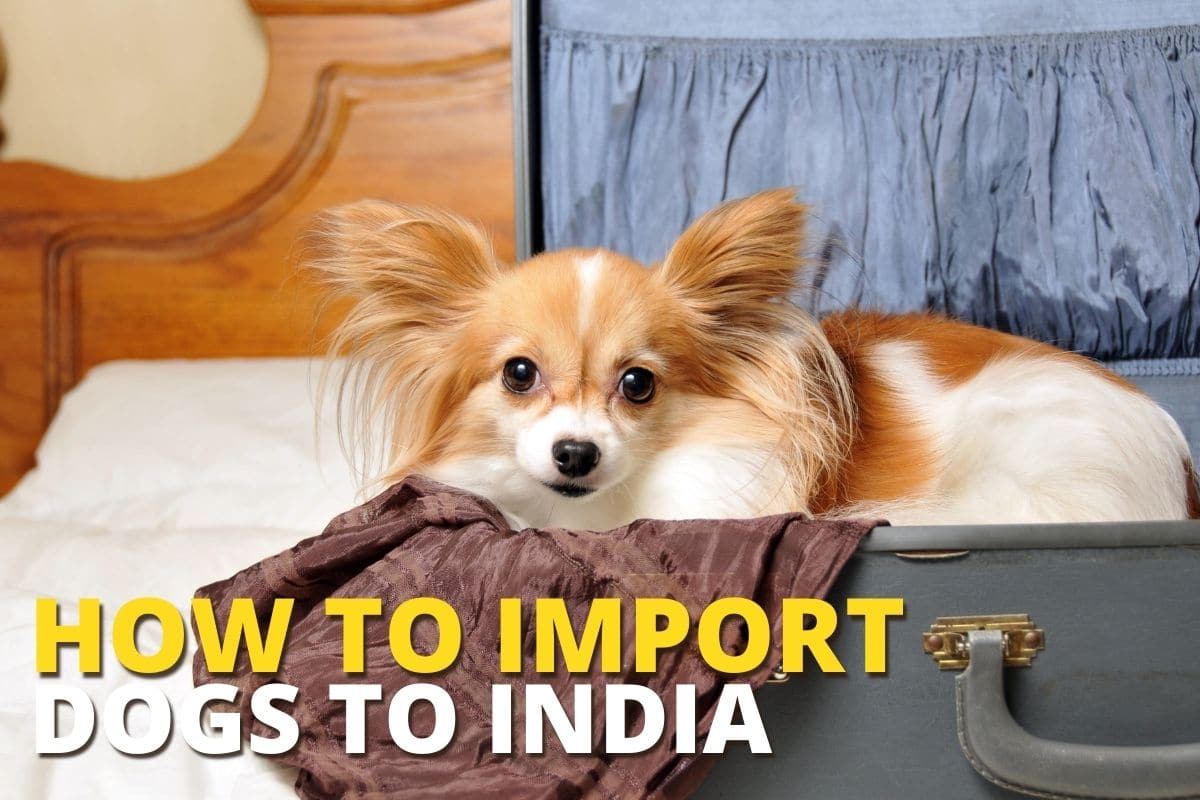 How to import dogs to India from Foreign Countries