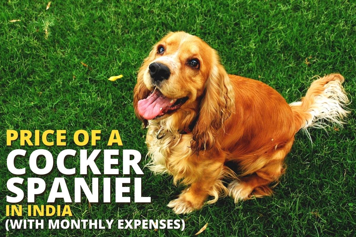Price of a Cocker Spaniel Dog in India (With Monthly Expenses)