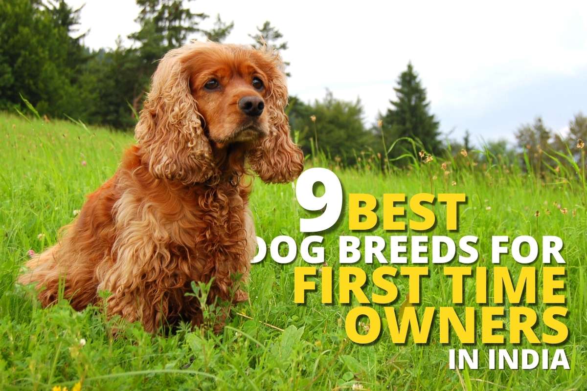 9 Best Dog Breeds for First Time Owners in India - Dog Wise