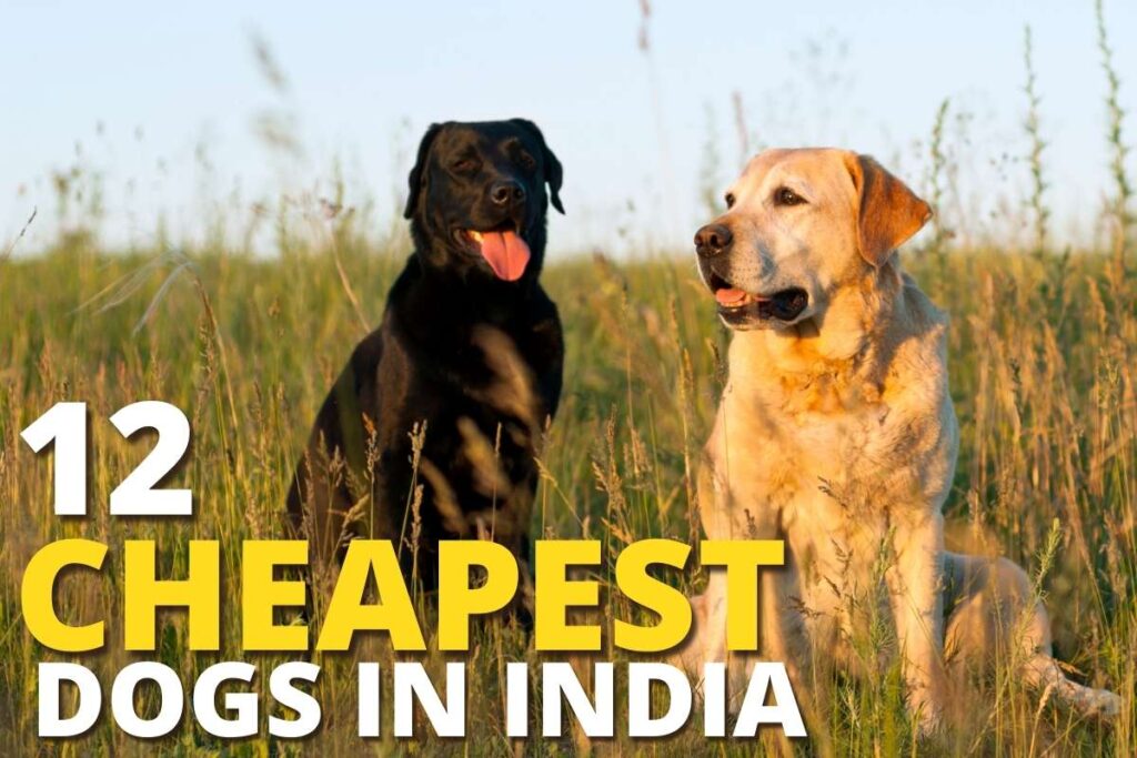 Cheapest Dog Breeds In India With Price